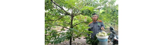 HTX sản xuất na trái vụ, tiêu thụ trái cây an toàn Phú Long