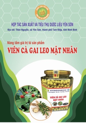 Viên cà gai leo mật nhân